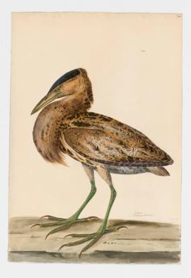 Bittern