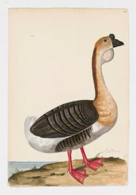 Swan Goose