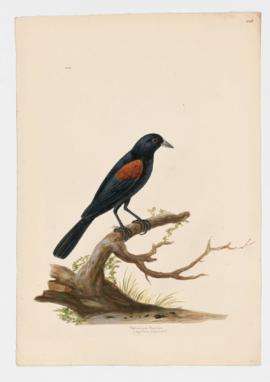Red-winged Blackbird