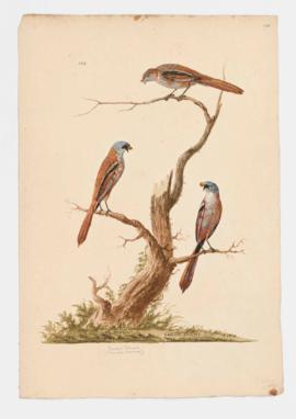 Bearded Titmouse