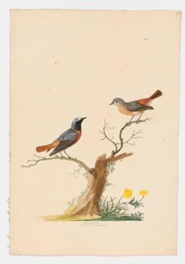 Redstart [male]&[female]