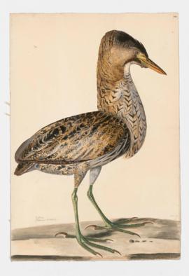 Bittern