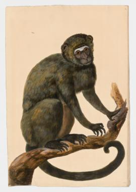 Vervet Monkey