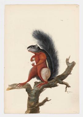 Variegated Squirrel