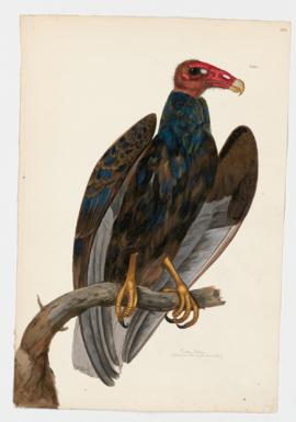 Turkey Vulture