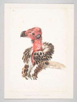 Indian, black, red-headed or Pondicherry vulture (Sarcogyps calvus)