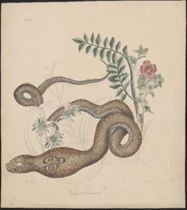 Cobra and pink flowers