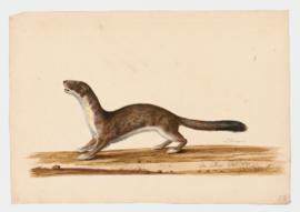 Weasel