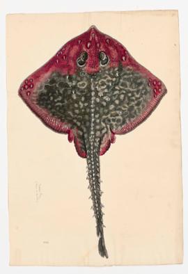 Mosaic Ray