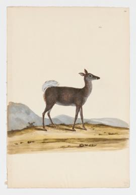 White-tailed Deer, female