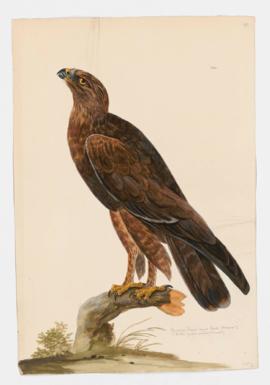 American Rough-legged Hawk (dark phase?)