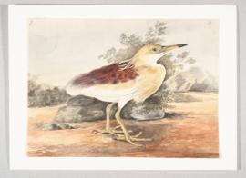 Indian pond-heron (Ardeola grayii)