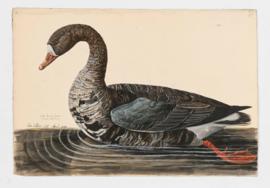 White-Fronted Goose