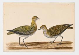 Golden Plover