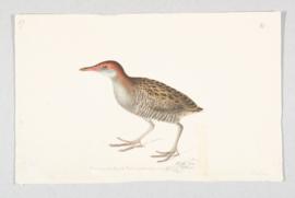 Slaty-breasted rail (Lewinia striata)