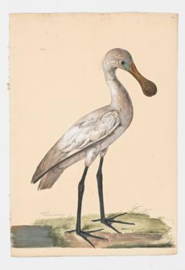 Spoonbill