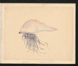Physalia (Portuguese man-of-war)