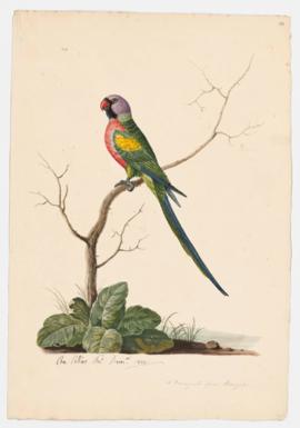 A Perroquet from Bengal