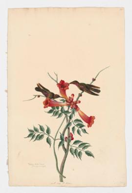 Porphyry-tailed Mango