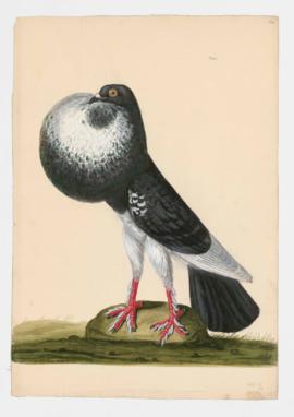 Rock Dove, Rock Pigeon. English Powter/Pouter
