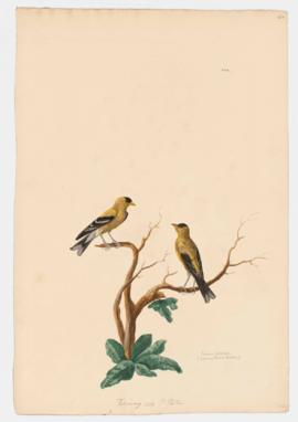 Eastern Goldfinch