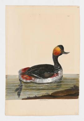 Horned Grebe