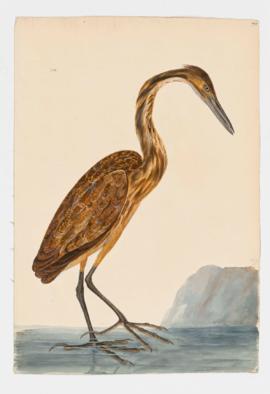 American Bittern