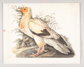 Egyptian vulture (Neophron percnopterus)