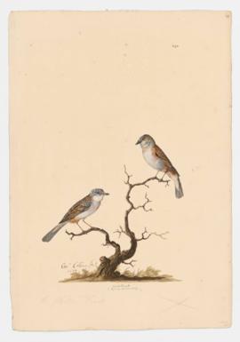 Whitethroat