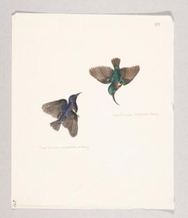 Purple sunbird (Cinnyris asiaticus) and Loten's sunbird (Cinnyris lotenius)