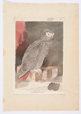 Grey parrot (psittacus erithacus).