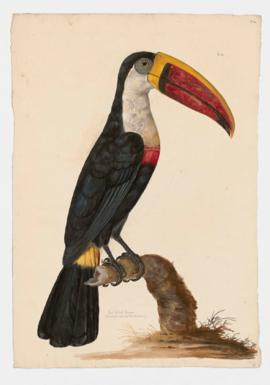 Red-billed Toucan