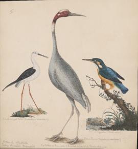 Black-winged Stilt, Common Kingfisher, and Sarus Crane