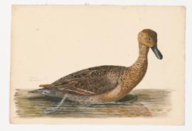 Pintail [female]
