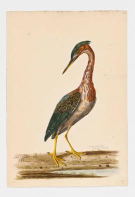 Eastern Green Heron