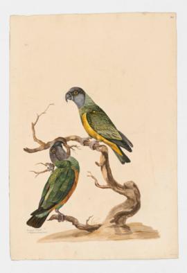 Senegal Parrot?