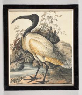Black-headed ibis (Threskiornis melanocephalus)
