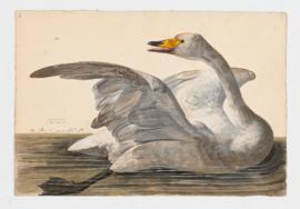 Whooper Swan