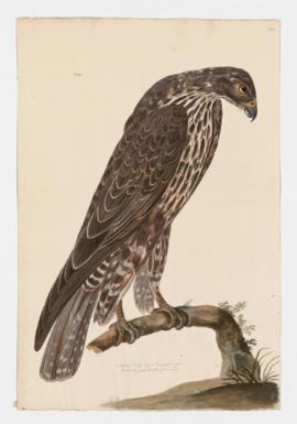 American Rough-legged Buzzard (imm.?)