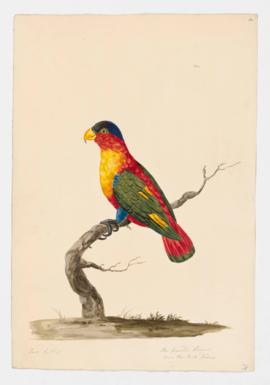 Rainbow Lorikeet