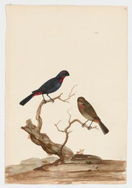 Greater Antillean Bullfinch, male and female