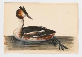 Great-crested Grebe