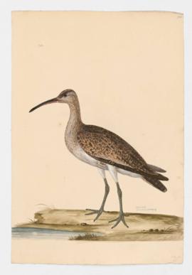 Whimbrel