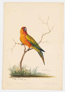 Yellow Conure