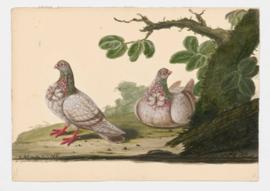 Rock Dove, Rock Pigeon. Owl