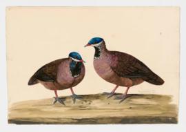 Blue-headed Quail-Dove