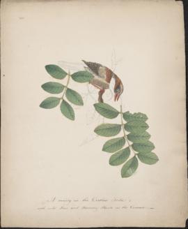 A variety in the Certhia Tribe
