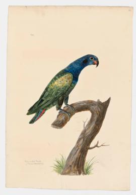 Blue-headed Parrot