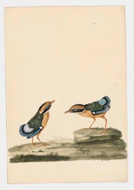 Indian Pitta