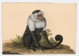 White-faced Capuchin monkey